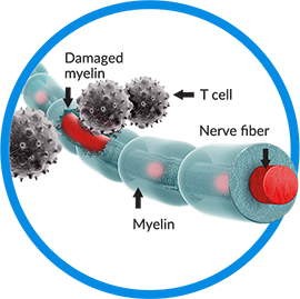 Title myelin