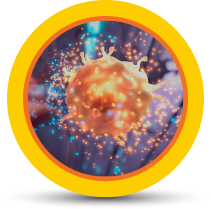 Reduces proinflammatory cytokine production by immune cells, which leads to a lower inflammatory response icon