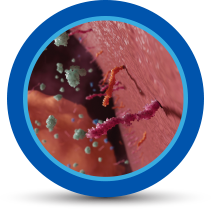 Inhibits the migration of lymphocytes by decreasing the trafficking of cells across the blood-brain barrier icon