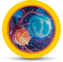 Downregulates antigen presentation icon